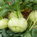 Potagères - Chou Rave Blanc Hâtif de Vienne - Légumes d'Autrefois - face recto
